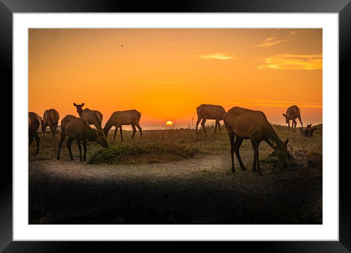 Elk herd beach sunset. Framed Mounted Print by Sam Norris