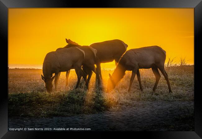 Elk Sunset Framed Print by Sam Norris