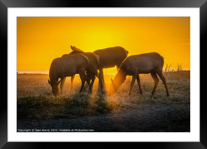 Elk Sunset Framed Mounted Print by Sam Norris