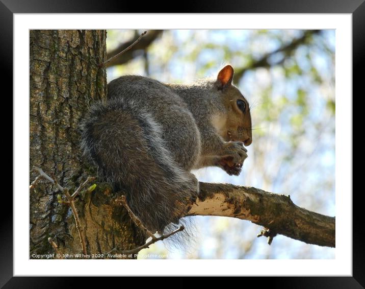 Grey Squirrel sitting on a branch Framed Mounted Print by John Withey