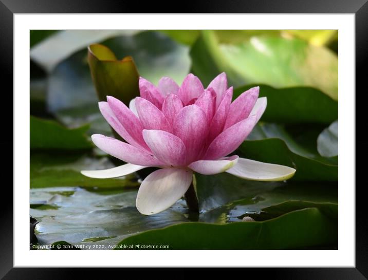 Lily and Lily pads on the water Framed Mounted Print by John Withey