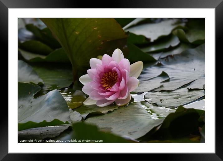Lily and Lily pads Framed Mounted Print by John Withey