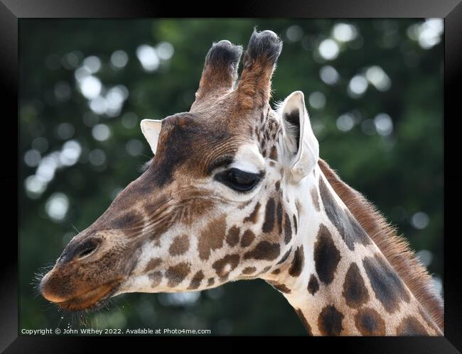 A close up of a giraffe with its mouth closed Framed Print by John Withey