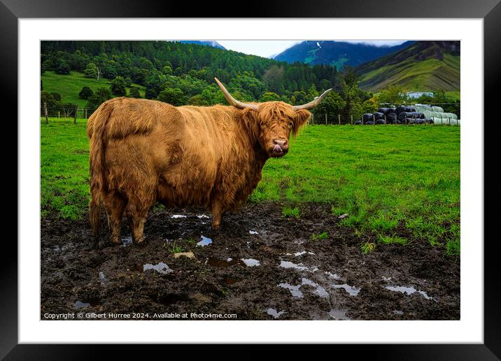 Highland Cattle Scotland Framed Mounted Print by Gilbert Hurree