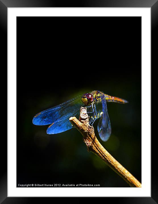 Vibrant Dragonfly: Mauritius' Exquisite Beauty Framed Mounted Print by Gilbert Hurree