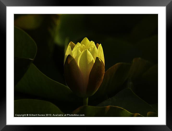 Water Lilly Framed Mounted Print by Gilbert Hurree