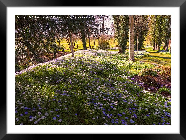  Spring in Leeds Castle Framed Mounted Print by Gilbert Hurree