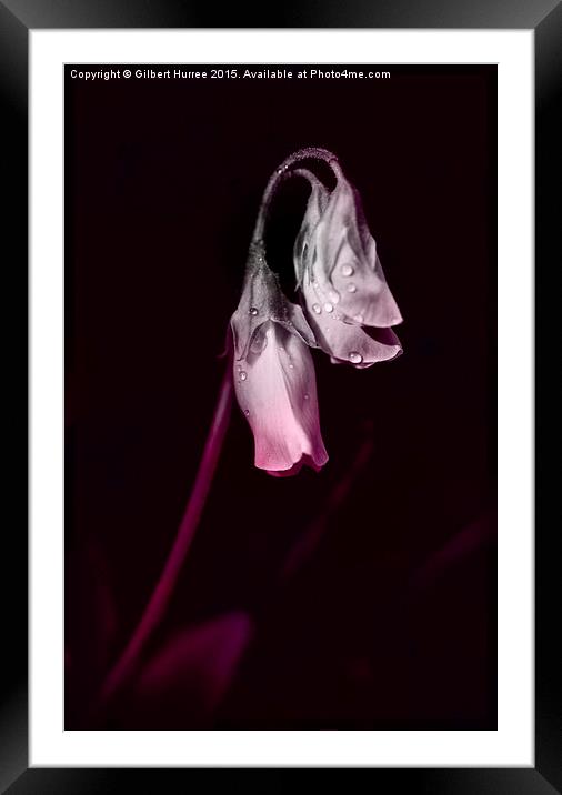 Sweet Pea Flower  Framed Mounted Print by Gilbert Hurree