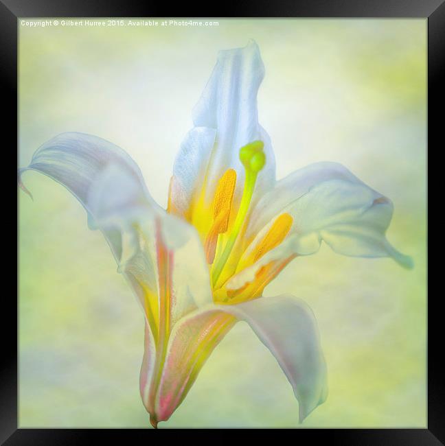 Resplendent Lily: Nature's Exquisite Perennial Framed Print by Gilbert Hurree