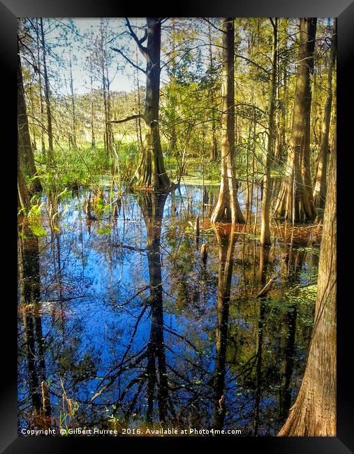 Corkscrew Swamp Florida Framed Print by Gilbert Hurree
