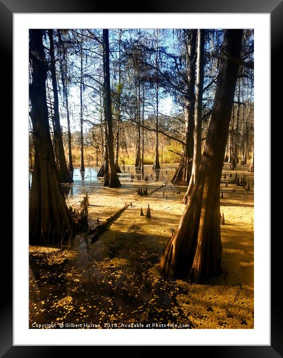 Serene Sojourn: Florida's Corkscrew Swamp Framed Mounted Print by Gilbert Hurree