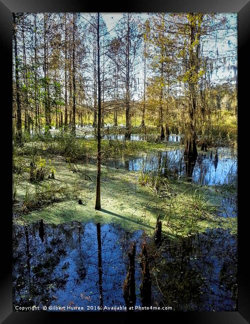 Unveiling Florida's Corkscrew Swamp Framed Print by Gilbert Hurree