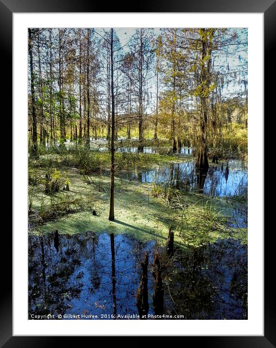 Unveiling Florida's Corkscrew Swamp Framed Mounted Print by Gilbert Hurree
