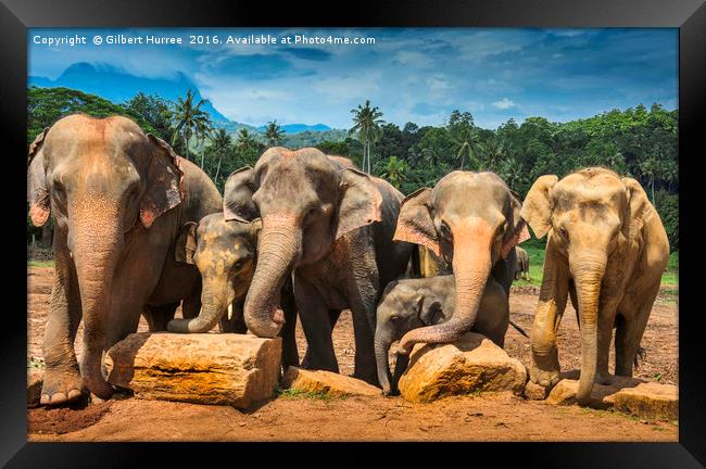 Enchanting Elephant Haven: Sri Lanka Framed Print by Gilbert Hurree
