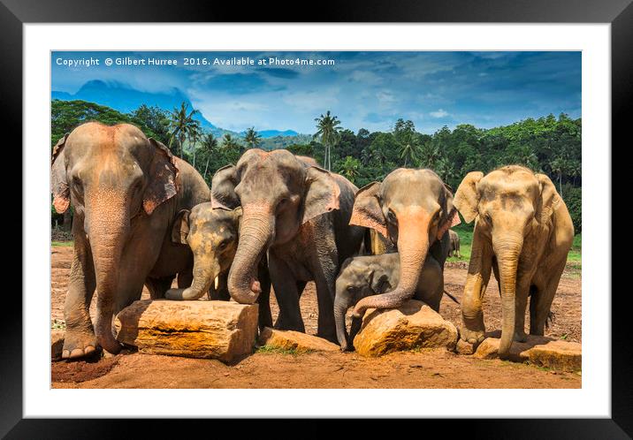 Enchanting Elephant Haven: Sri Lanka Framed Mounted Print by Gilbert Hurree