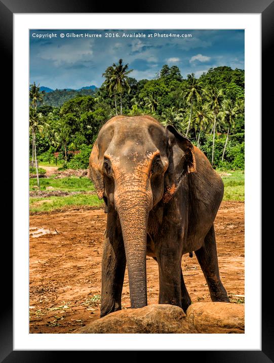 'Sri Lanka's Elephant Haven' Framed Mounted Print by Gilbert Hurree
