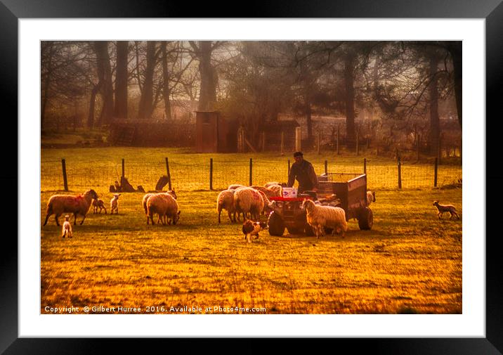 Nurturing Ullswater's Flock Framed Mounted Print by Gilbert Hurree