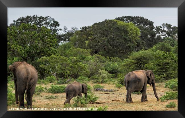 Enthralling Elephant Ensemble in Sri Lanka Framed Print by Gilbert Hurree