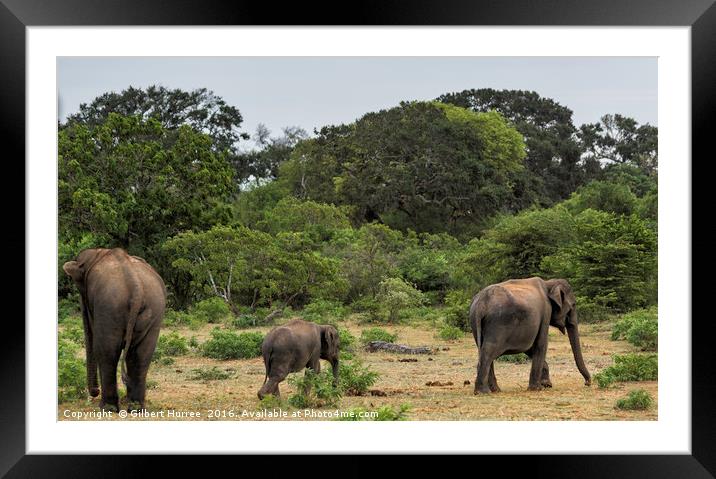Enthralling Elephant Ensemble in Sri Lanka Framed Mounted Print by Gilbert Hurree