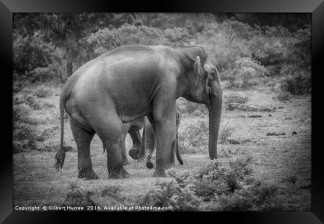 Endangered Sri Lankan Elephant Kinship Framed Print by Gilbert Hurree