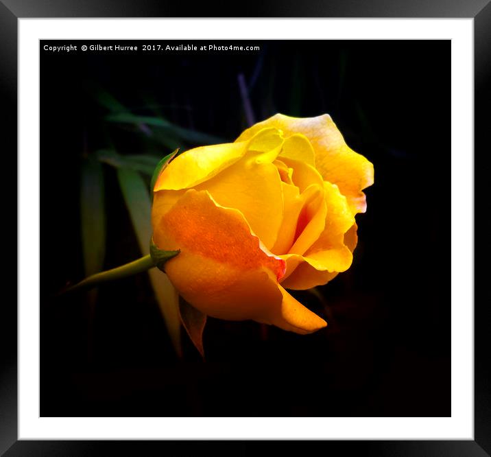Serene Yellow Rose: Symbol of Harmony Framed Mounted Print by Gilbert Hurree