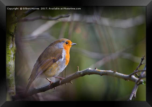 Dawn Serenade of a Winter Robin Framed Print by Gilbert Hurree