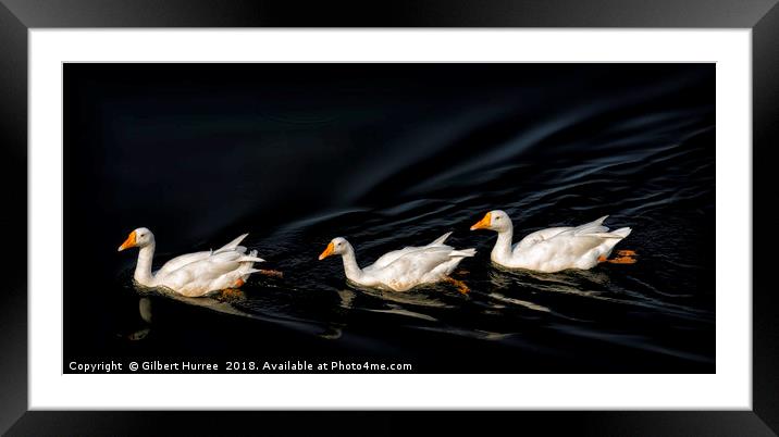 Trio of Serenity: Indian White Ducks Framed Mounted Print by Gilbert Hurree