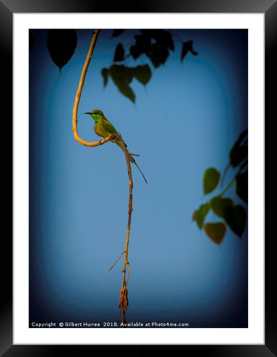 Dazzling Indian Bee-Eater Portrait Framed Mounted Print by Gilbert Hurree