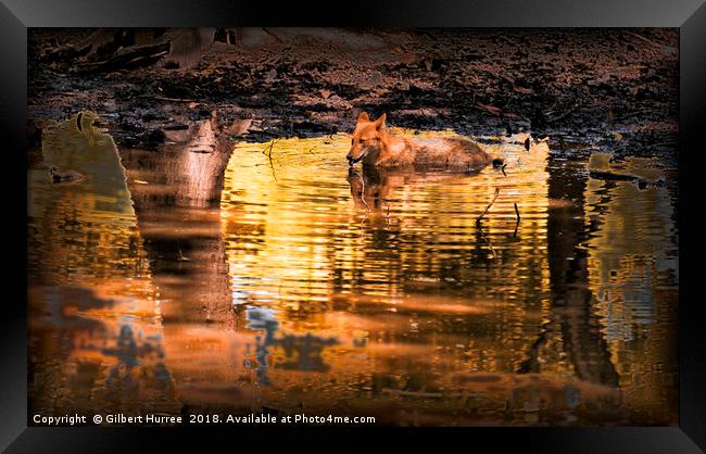 Intriguing Canid of Asia: The Dhole Framed Print by Gilbert Hurree