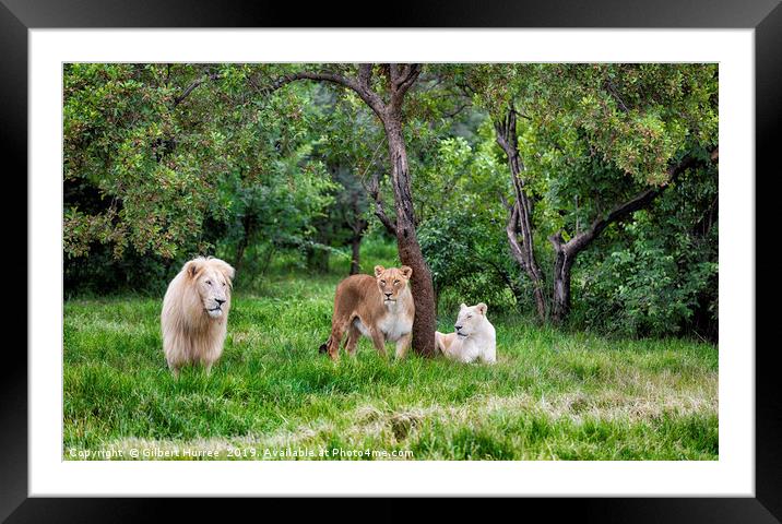 Endangered White Lions: A Captivating Glimpse Framed Mounted Print by Gilbert Hurree