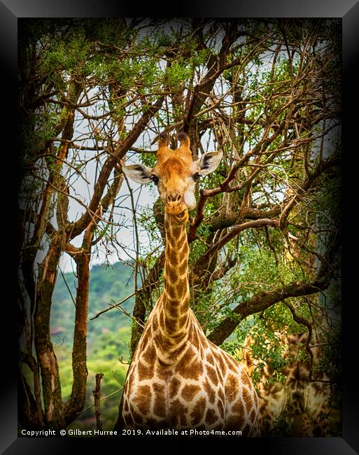 Captivating Giraffe Portrait, Entabeni Reserve Framed Print by Gilbert Hurree