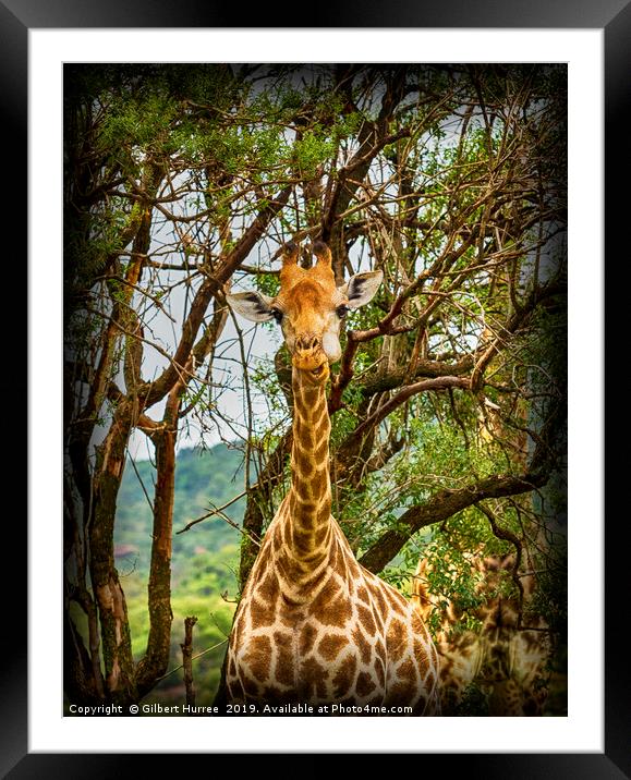 Captivating Giraffe Portrait, Entabeni Reserve Framed Mounted Print by Gilbert Hurree