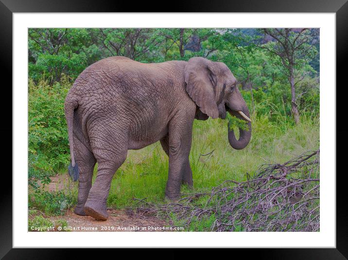 Captivating African Elephant in Entabeni Framed Mounted Print by Gilbert Hurree