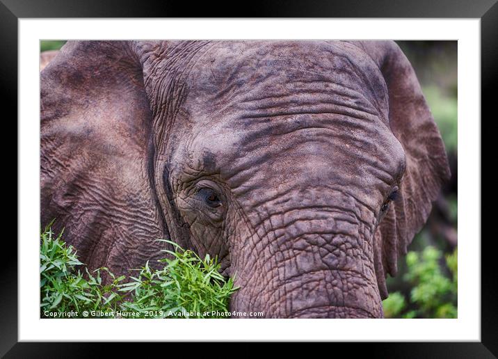 Captivating Elephant Encounter in Entabeni Reserve Framed Mounted Print by Gilbert Hurree