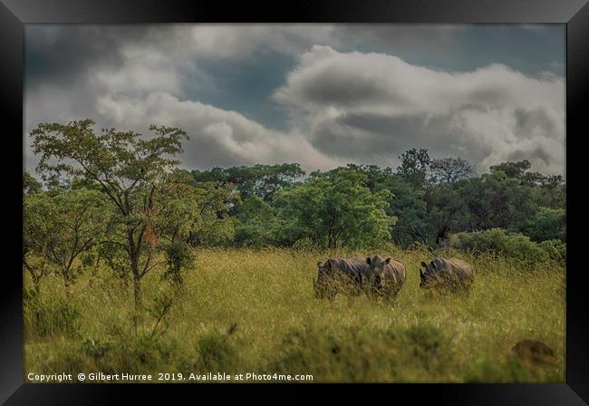Enchanting Rhinos of Entabeni Framed Print by Gilbert Hurree