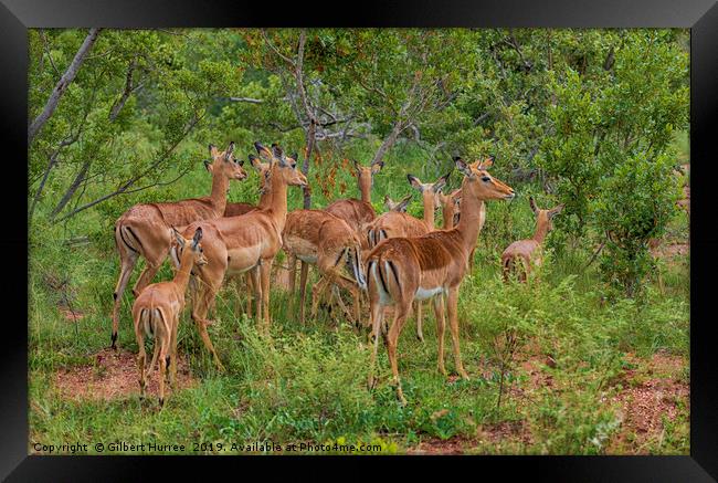 Impala Herd In Limpopo Framed Print by Gilbert Hurree