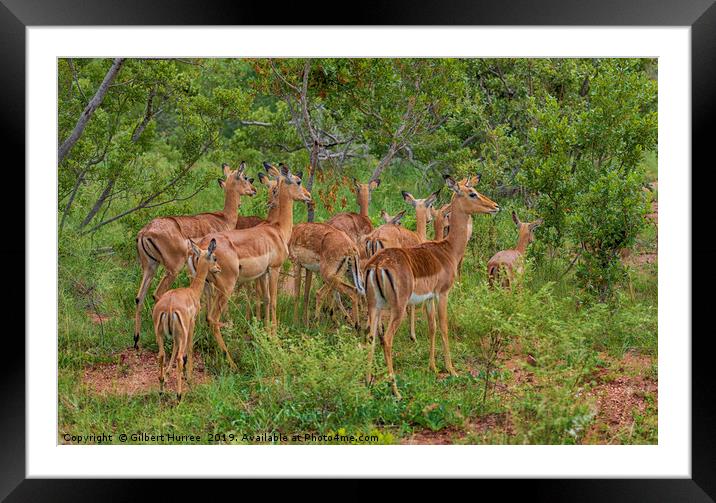 Impala Herd In Limpopo Framed Mounted Print by Gilbert Hurree