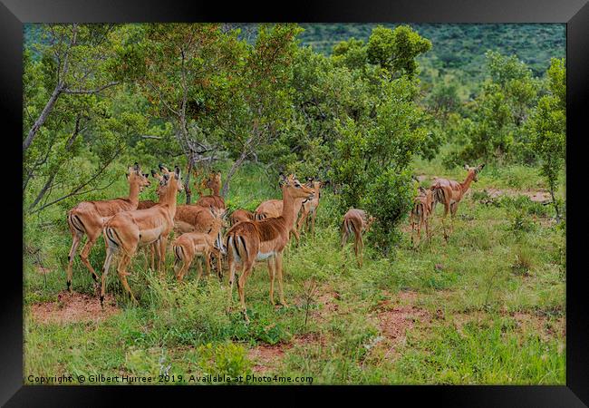 Impala Herd's African Savanna Sojourn Framed Print by Gilbert Hurree