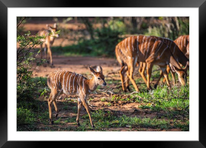 Kudu Antelope Gathering: A Vanishing Wilderness Framed Mounted Print by Gilbert Hurree