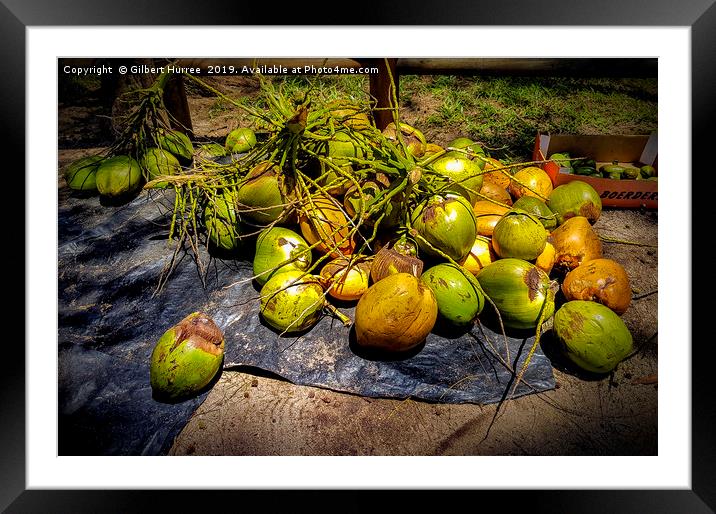 Tropical Allure: Mauritius' Verdant Coconuts Framed Mounted Print by Gilbert Hurree