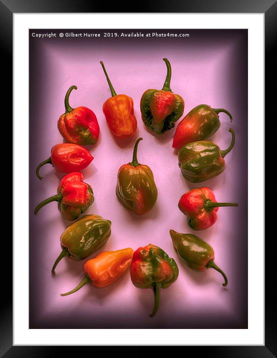 Hottest Chillies in The World Framed Mounted Print by Gilbert Hurree