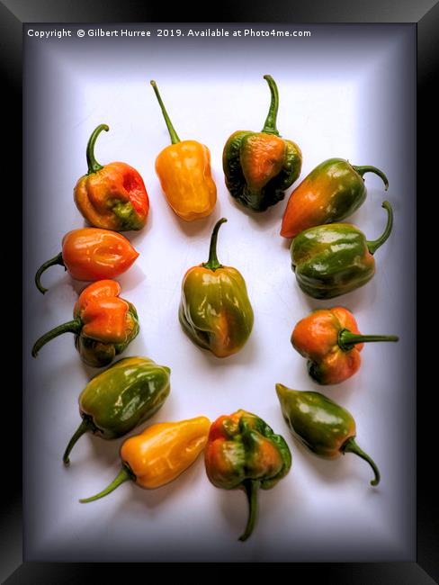 World's Hottest Chillies Framed Print by Gilbert Hurree