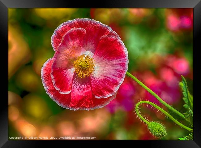 Red Poppy Framed Print by Gilbert Hurree