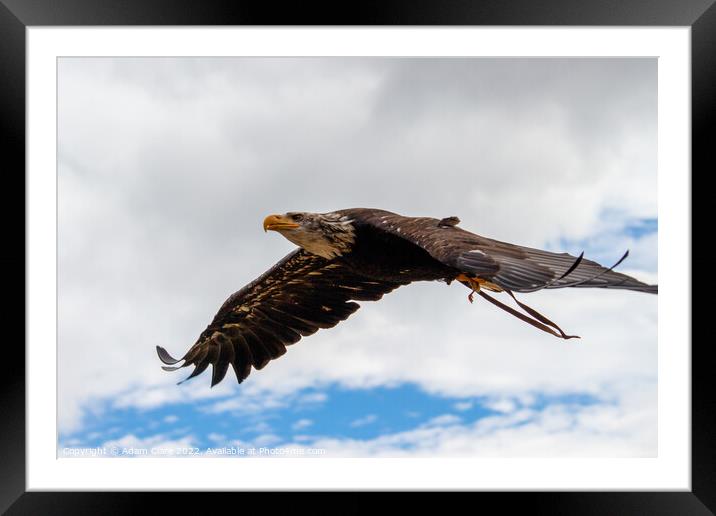 Majestic Eagle Soaring High Framed Mounted Print by Adam Clare
