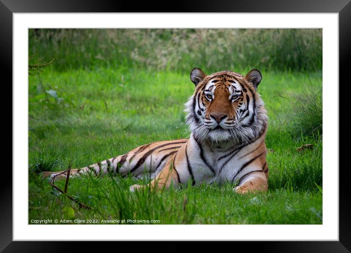 Majestic Tiger Resting in the Lush Greenery Framed Mounted Print by Adam Clare