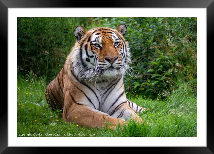 Majestic Bengal Tiger Resting Framed Mounted Print by Adam Clare