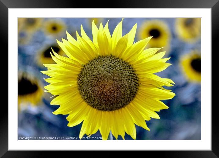 Summer Sunflower Framed Mounted Print by Laura Simons