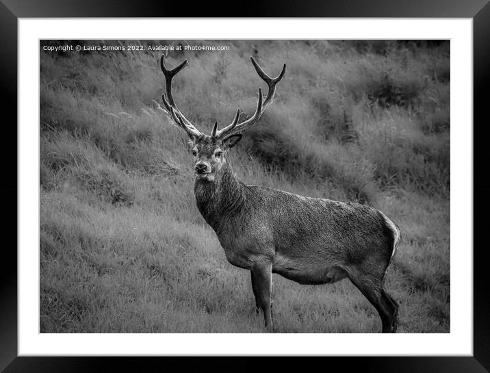 A stag deer standing in a grassy field Framed Mounted Print by Laura Simons