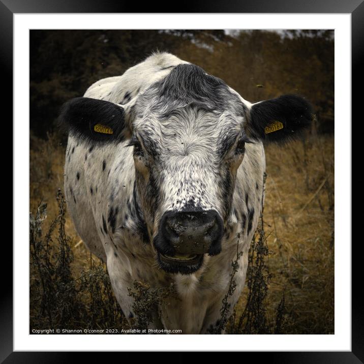 Face to face with a cow Framed Mounted Print by Shannon O'connor