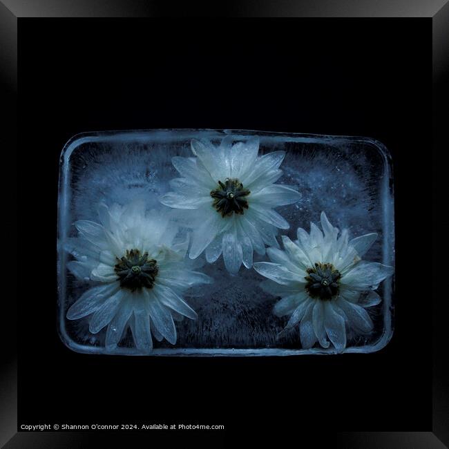Flowers in ice Framed Print by Shannon O'connor
